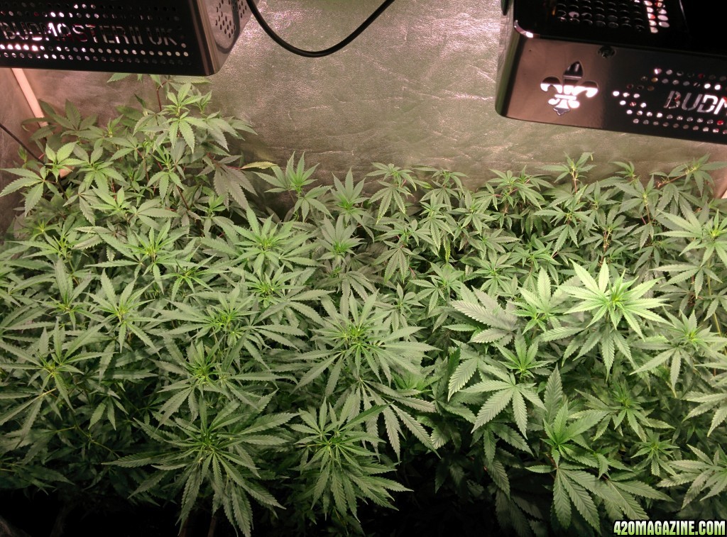 Medical_marijuana_budmaster_led_grow_light_1_.jpg