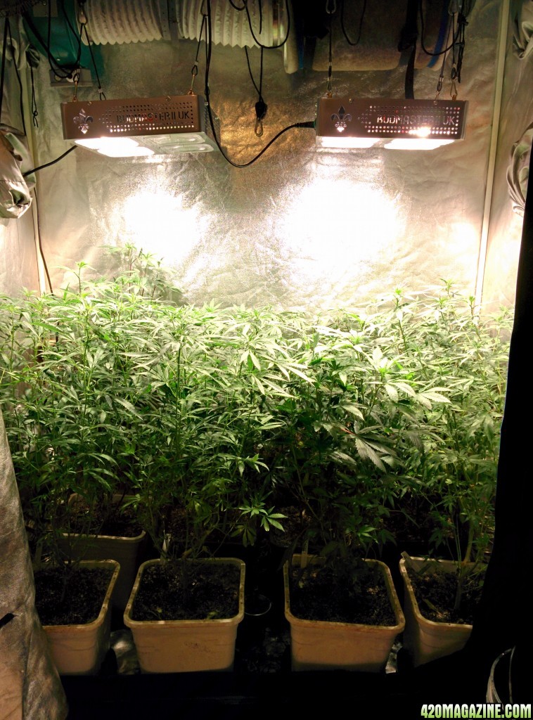 Medical_marijuana_budmaster_led_grow_light_2_.jpg