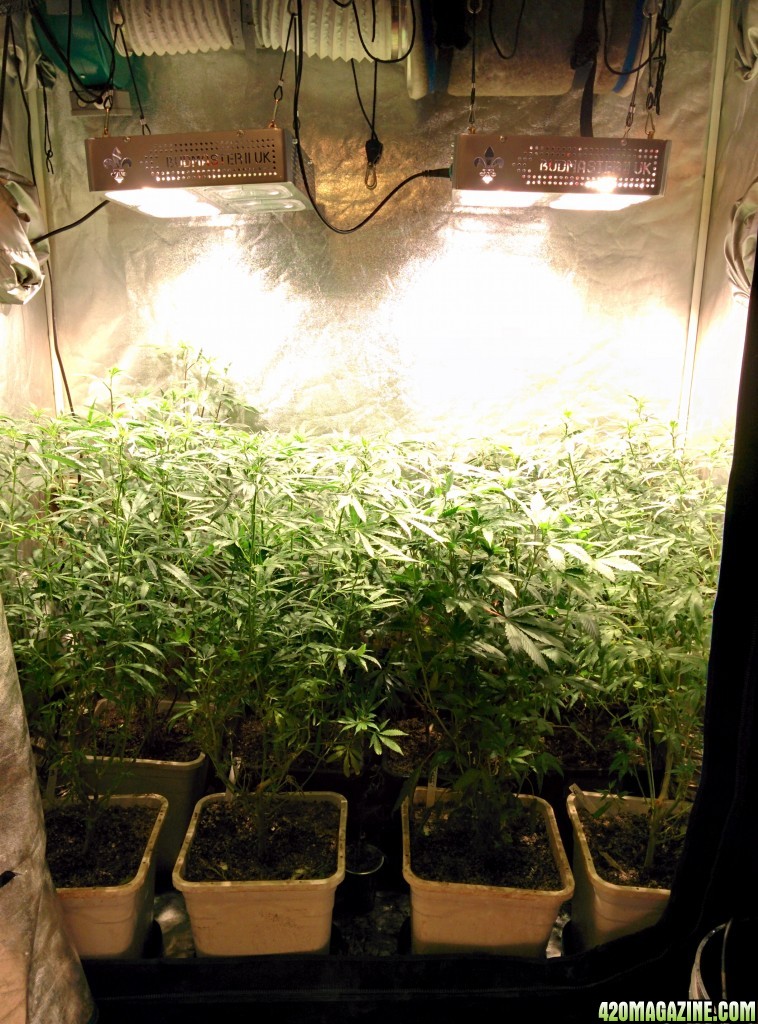 Medical_marijuana_budmaster_led_grow_light_3_.jpg