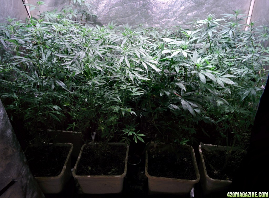 Medical_marijuana_budmaster_led_grow_light_4_.jpg