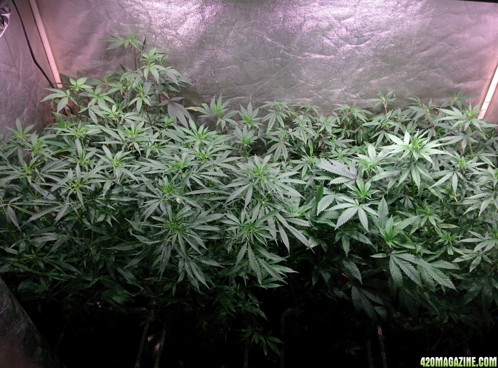 Medical_marijuana_budmaster_led_grow_light_5_.jpg