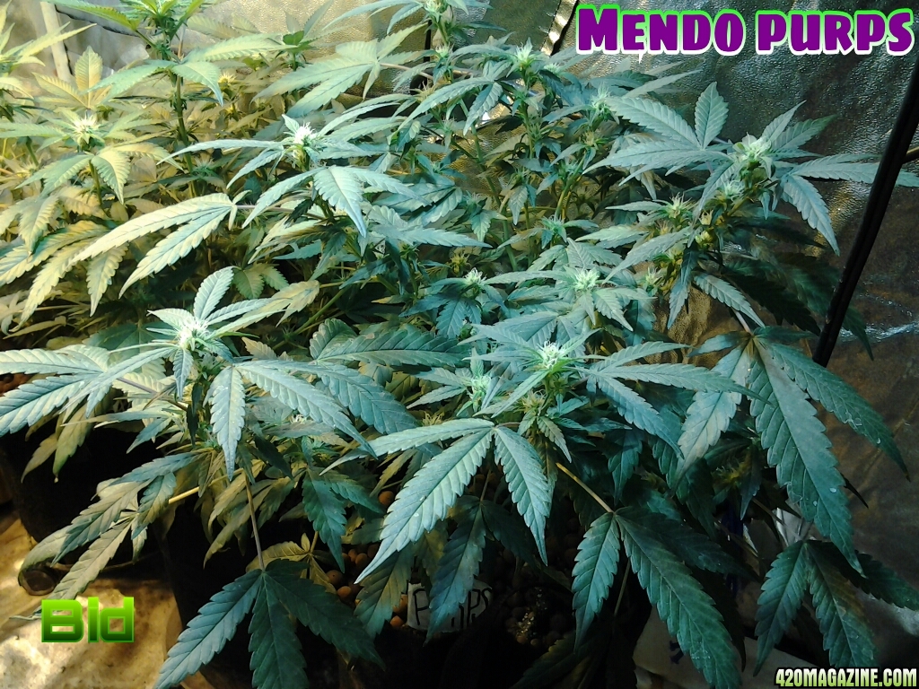 Mendo_purps2.jpg