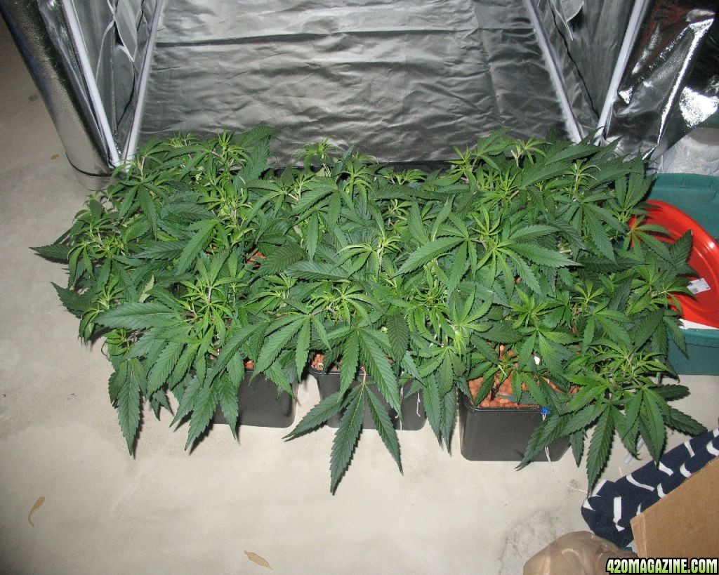 My_1st_Grow_AK-47_Day_35_001.jpg