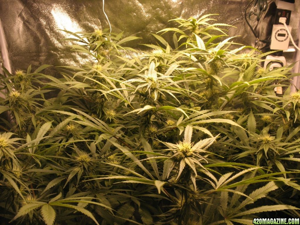 My_1st_Grow_AK-47_Day_70_001.jpg