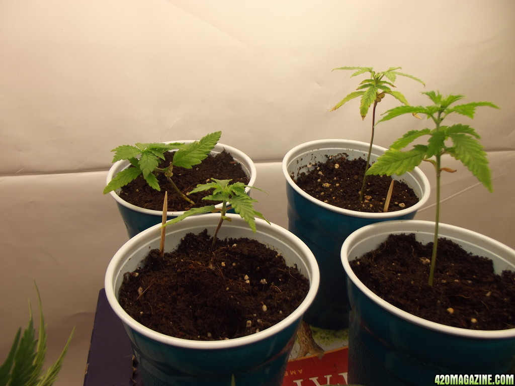 Mystery_and_Mango_Seedlings_Day_26.JPG