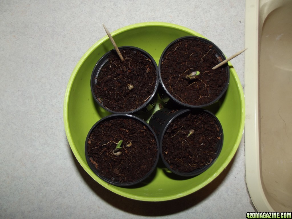 Mystery_and_Mango_Seedlings_Day_4_1_.JPG