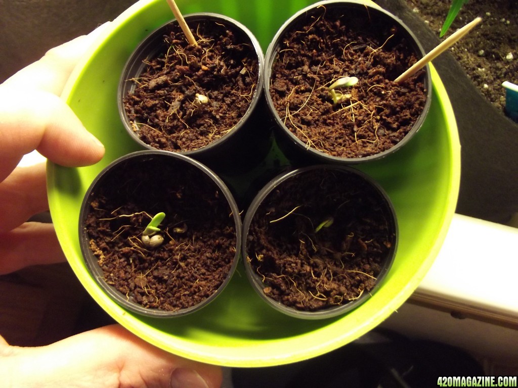 Mystery_and_Mango_Seedlings_Day_4_2_.JPG