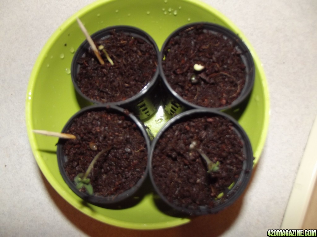 Mystery_and_Mango_seeds_Day_5.JPG