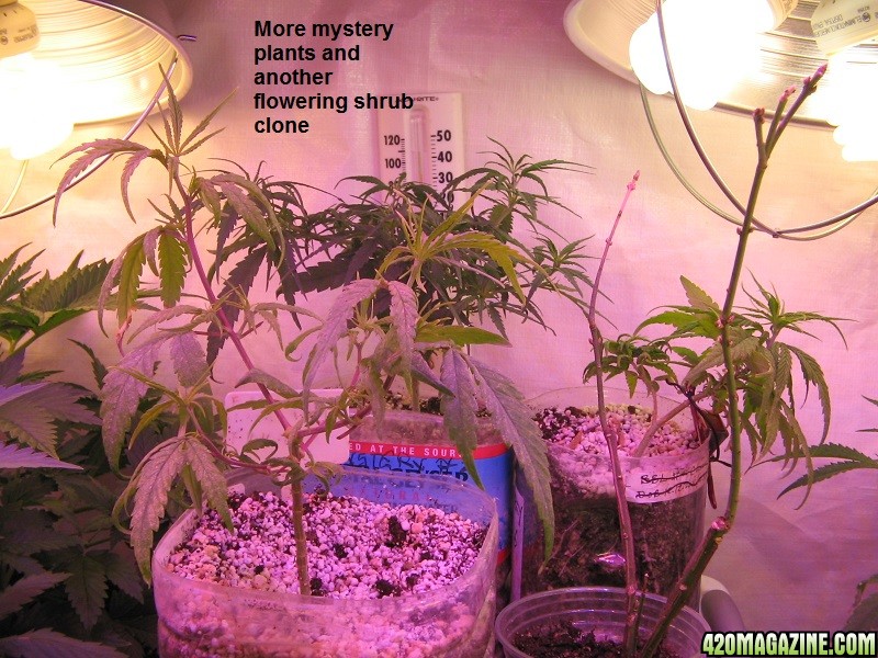 Mystery_plants1.JPG