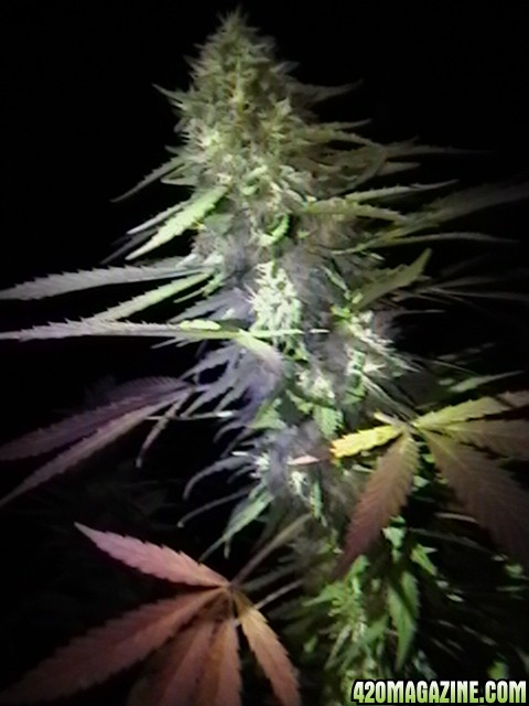 NIGHT_TIME_IN_GARDEN_2012_SEPT_27-28_019.JPG