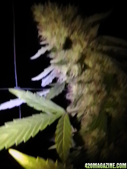 NIGHT_TIME_IN_GARDEN_2012_SEPT_27-28_024.JPG