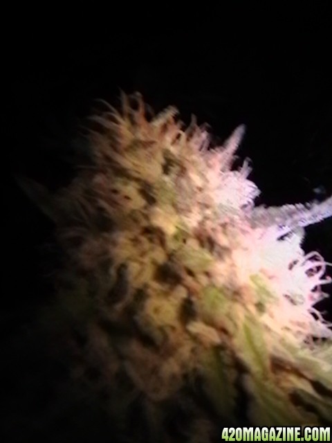 NIGHT_TIME_IN_GARDEN_2012_SEPT_27-28_039.JPG