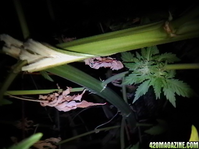 NIGHT_TIME_IN_GARDEN_2012_SEPT_27-28_044.JPG