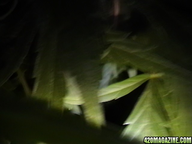 NIGHT_TIME_IN_GARDEN_2012_SEPT_27-28_055.JPG