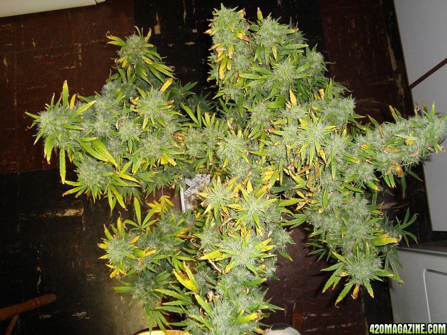 NL_8wks_flowering_7_R.JPG