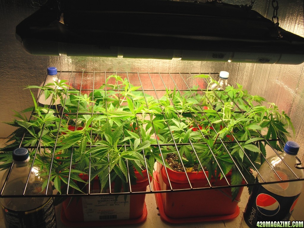 New_SCRoG_10-19.jpg