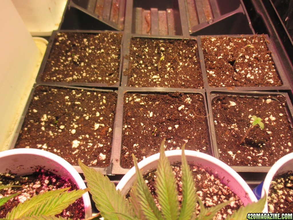 New_seedlings_WLxAC_and_green_crack.jpg