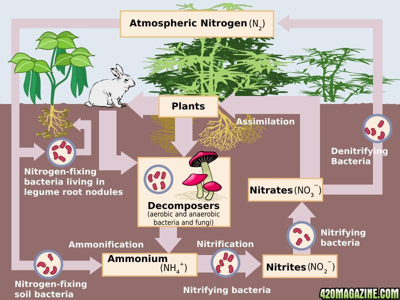 Nitrification.jpg