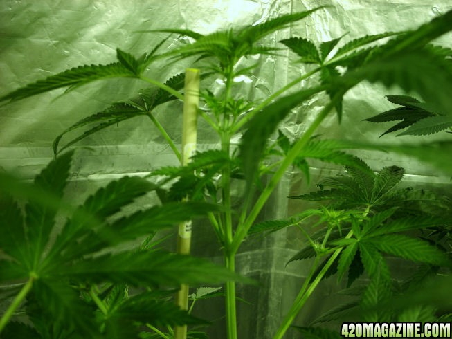 Nov1-AK2_AK4-Day13Flower-Top.jpg