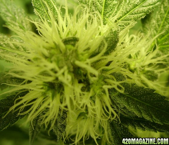 Nov11-WW4-BudCloseup.jpg