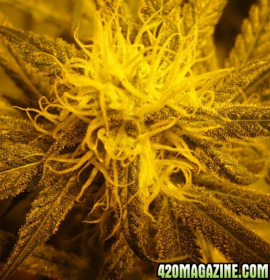 Nov16-WW3_BudAndTrichs.jpg