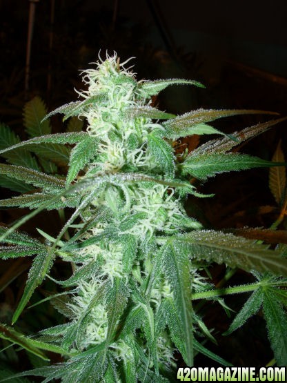 Nov21-SN_Cola_Day34Flower.jpg