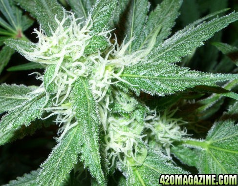 Nov22-AK_BudsTrichs_Day34Flower.jpg