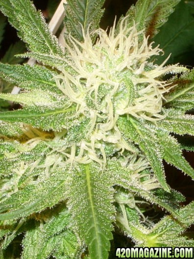 Nov22-WW_BudTrichsDay42Flower.jpg