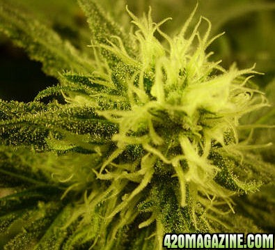 Nov23-LD-F_Day35Flower.jpg