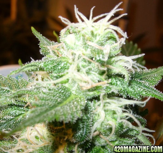 Nov24-C-F3_Bud.jpg