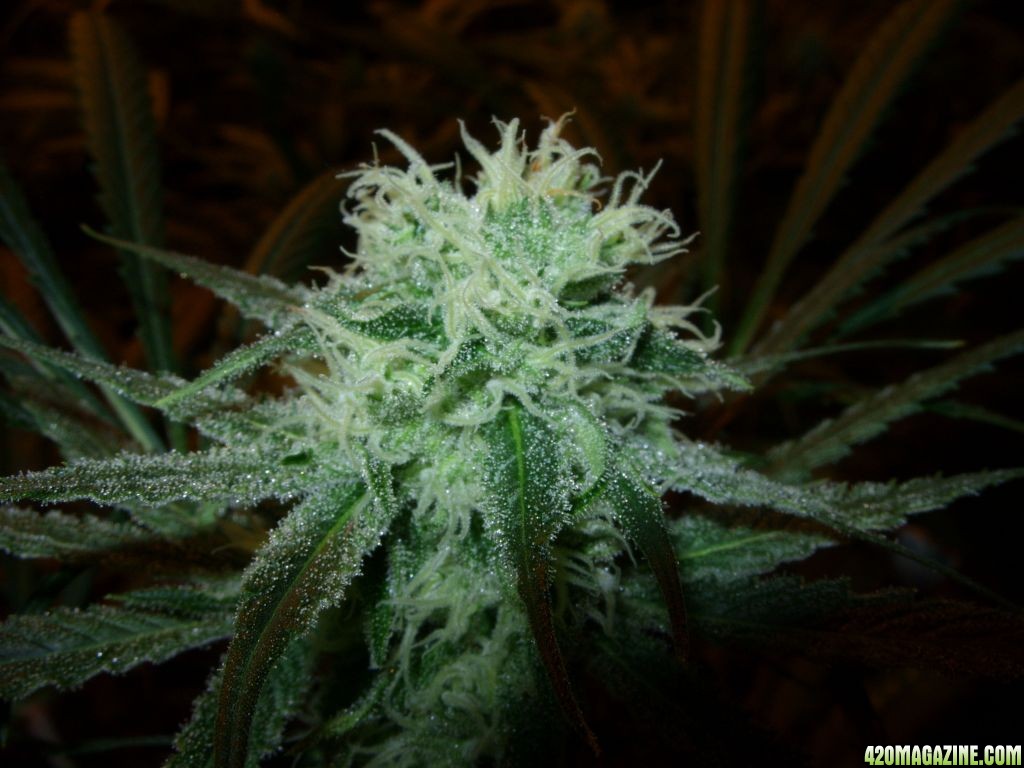 Nov28-LD-F-2-1_BudWithTrichs_Nice.jpg