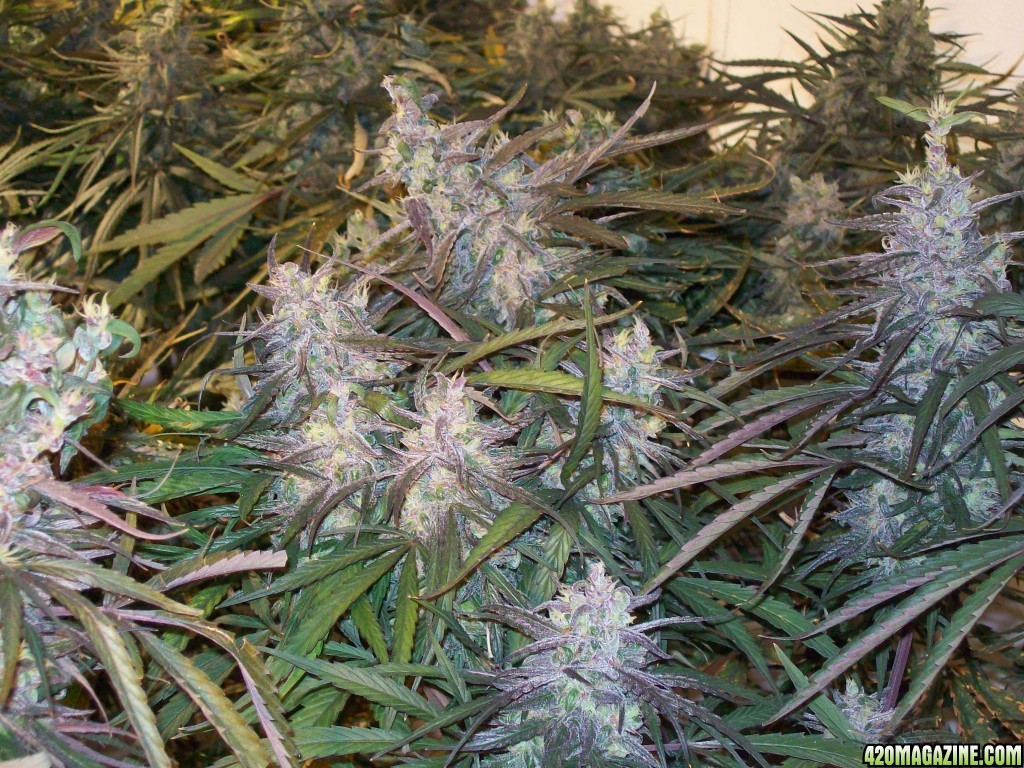 OAXACAN_X_NEPALI_SPECTRUM_KING_HARVEST_135.JPG