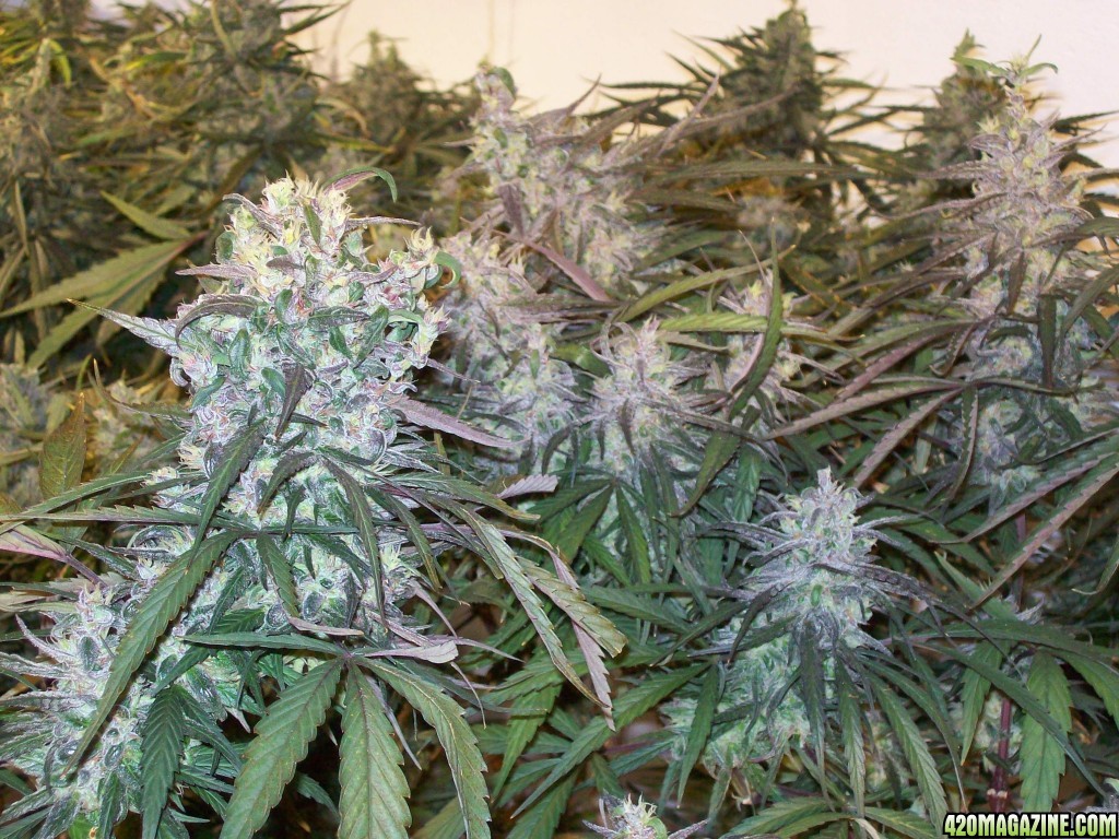 OAXACAN_X_NEPALI_SPECTRUM_KING_HARVEST_139.JPG