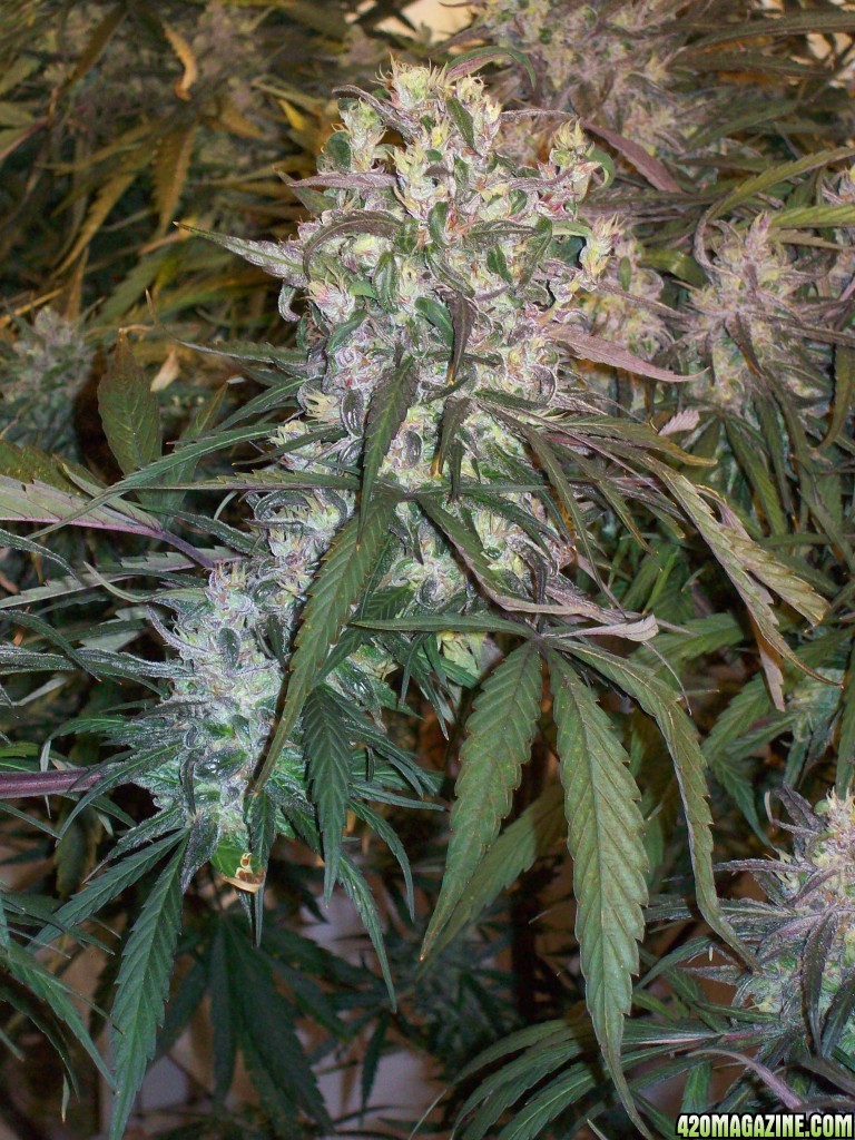 OAXACAN_X_NEPALI_SPECTRUM_KING_HARVEST_176.JPG