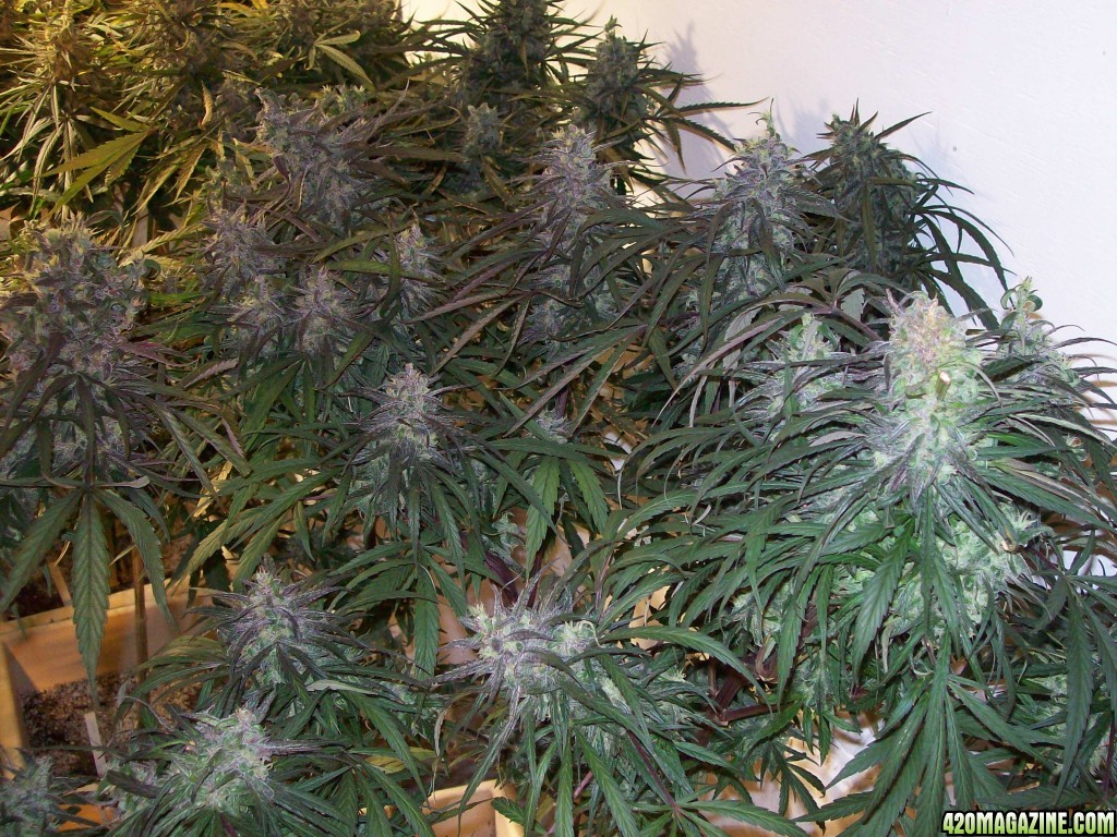 OAXACAN_X_NEPALI_SPECTRUM_KING_HARVEST_193.JPG