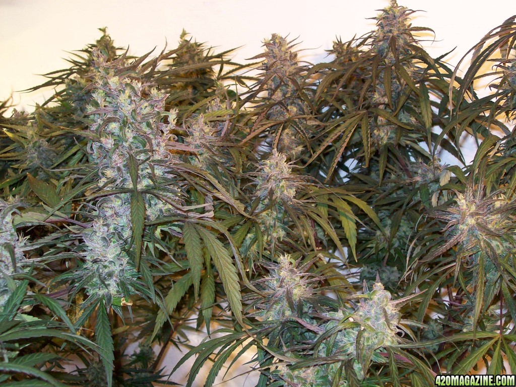 OAXACAN_X_NEPALI_SPECTRUM_KING_HARVEST_214.JPG