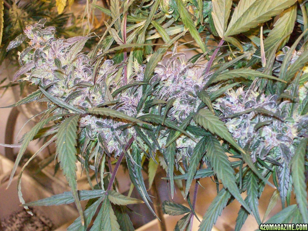 OAXACAN_X_NEPALI_SPECTRUM_KING_HARVEST_238.JPG