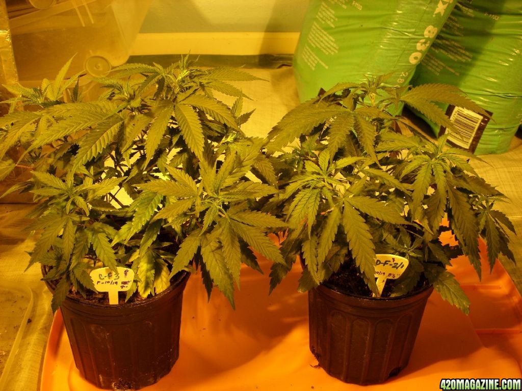 Oct19-C3_LD-2_1-Females-TransplantedToFlower.JPG