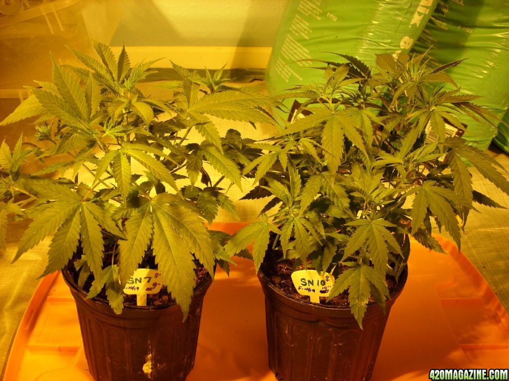 Oct19-SNx2Females-TransplantedToFlower.JPG