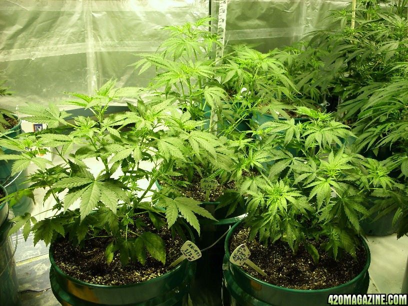 Oct25-AK-47_x2FlowerDay6_x1FlowerDay2-Side.jpg