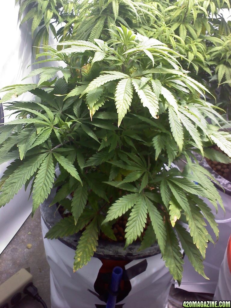 Original_plant_2_01-04-2012.JPG