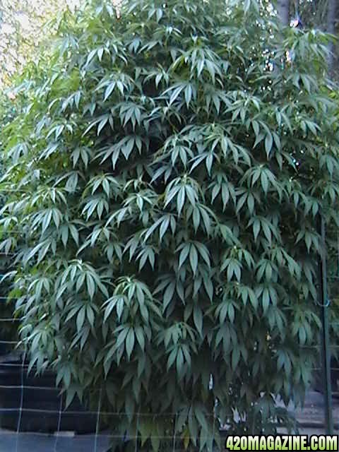 Oudoor_Midweek_6_Strain_HxOK_other_plant_pictures_as_well_003.JPG