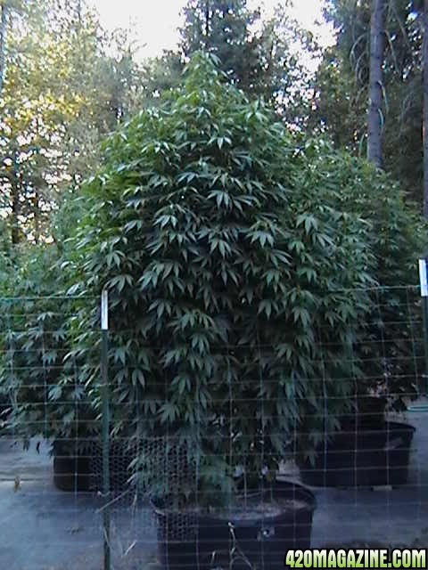 Oudoor_Midweek_6_Strain_HxOK_other_plant_pictures_as_well_006.JPG