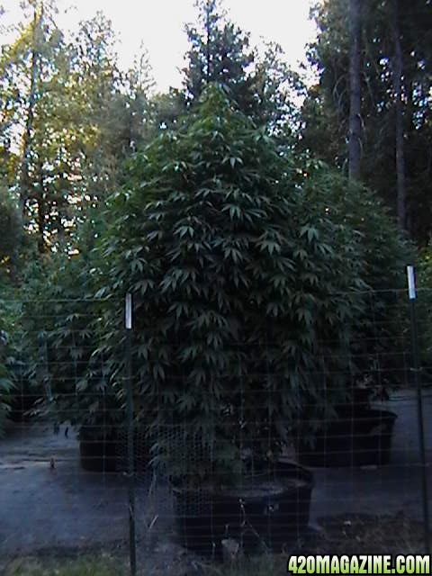 Oudoor_Midweek_6_Strain_HxOK_other_plant_pictures_as_well_007.JPG