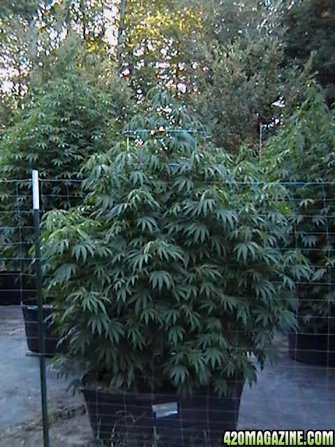 Oudoor_Midweek_6_Strain_HxOK_other_plant_pictures_as_well_009.JPG