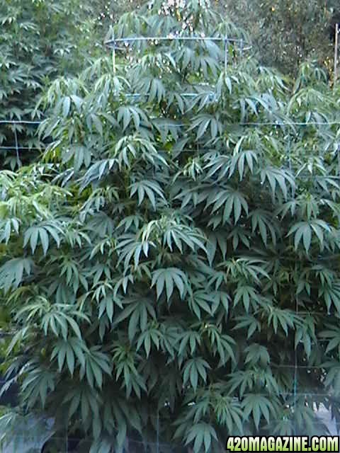 Oudoor_Midweek_6_Strain_HxOK_other_plant_pictures_as_well_010.JPG