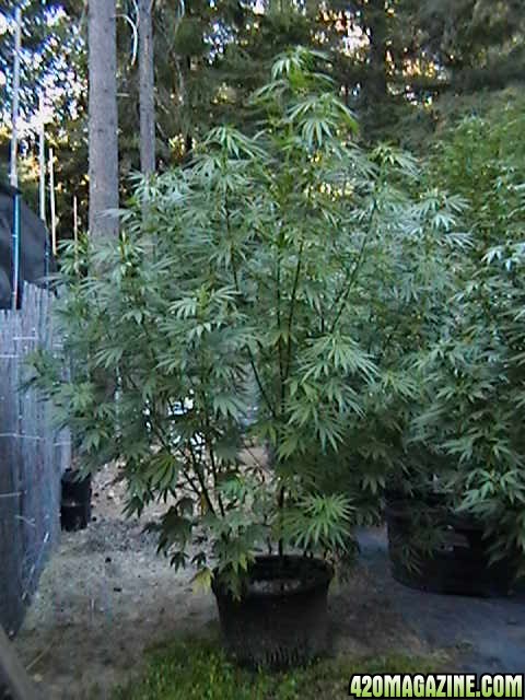 Oudoor_Midweek_6_Strain_HxOK_other_plant_pictures_as_well_021.JPG