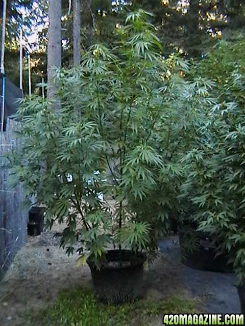 Oudoor_Midweek_6_Strain_HxOK_other_plant_pictures_as_well_022.JPG