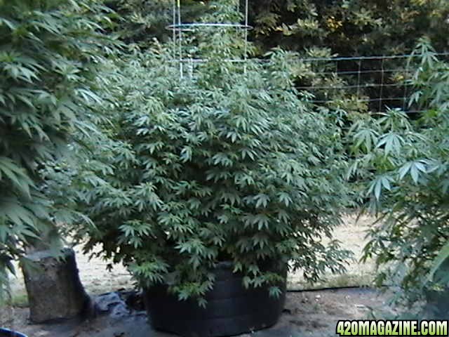 Oudoor_Midweek_6_Strain_HxOK_other_plant_pictures_as_well_027.JPG