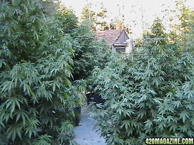 Oudoor_Midweek_6_Strain_HxOK_other_plant_pictures_as_well_038.JPG